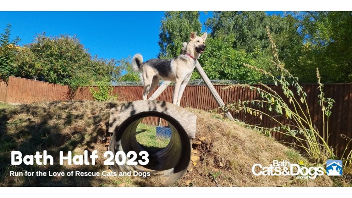 Isabelle Hernandez is fundraising for Bath Cats and Dogs Home