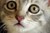 Fundraiser icon