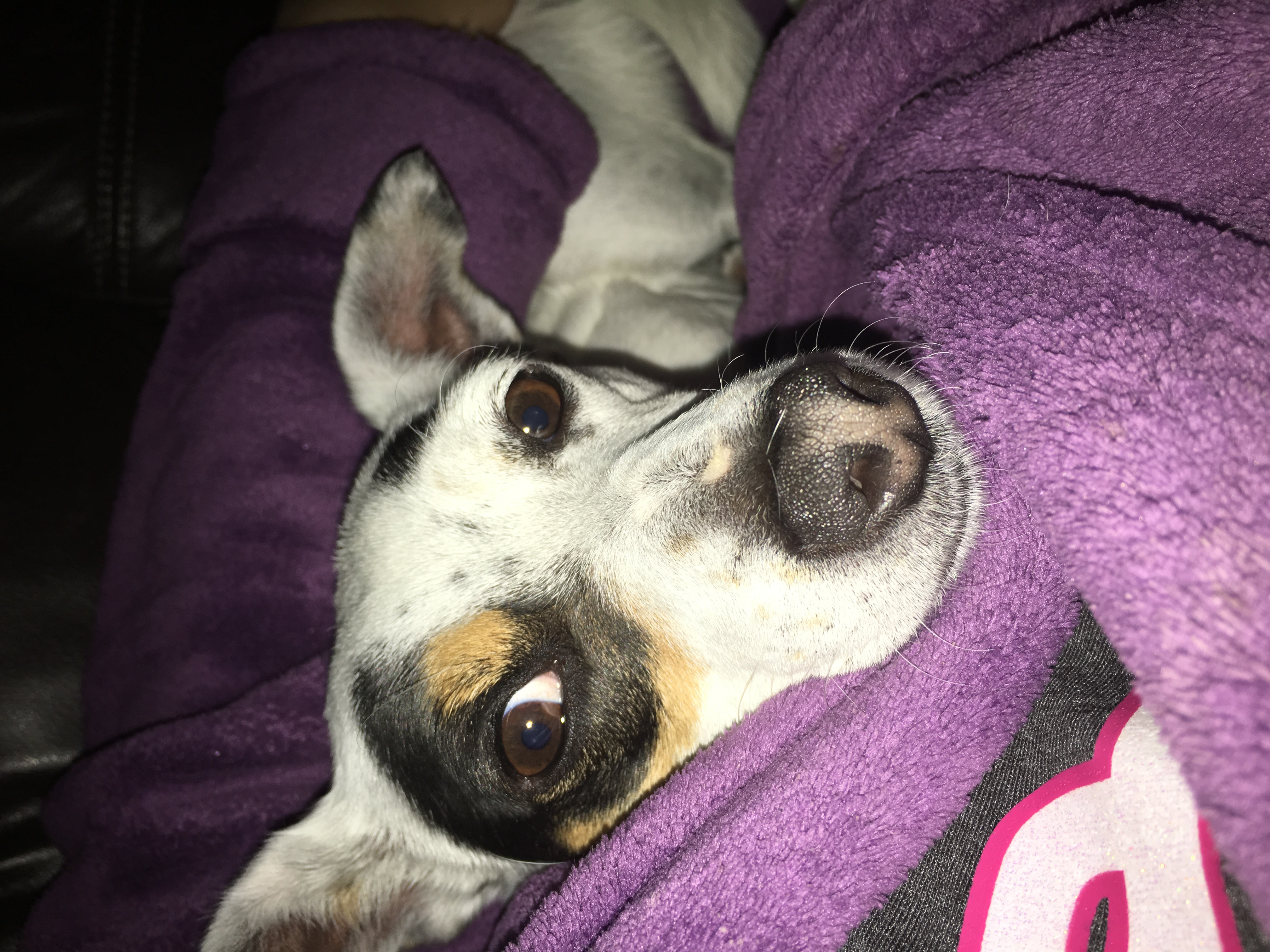 Crowdfunding To Pay For Lily s Vet Fee s On JustGiving