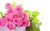 Fundraiser icon