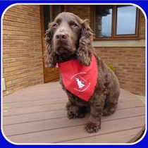 Spaniel Aid UK