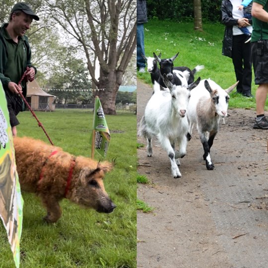 London Zoo's goats and pigs go Around the World