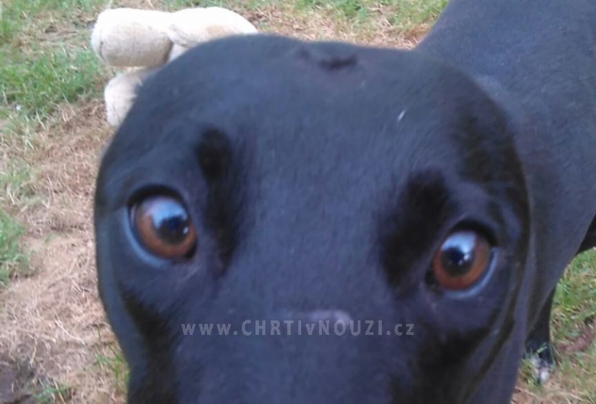 great hounds in need