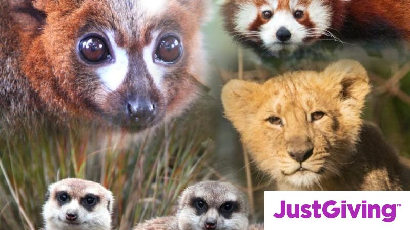 crowdfunding-to-help-fund-edinburgh-zoo-feed-the-animals-on-justgiving