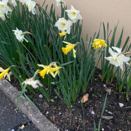 Adare Daffodil Day 2021