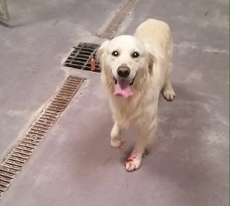 golden retriever rescue ireland retriever rescue justgiving golden retriever rescue ireland retriever rescue justgiving