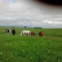 Northfield Animal Haven