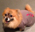 Fundraiser icon