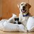 Fundraiser icon