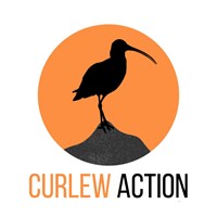 Curlew Action