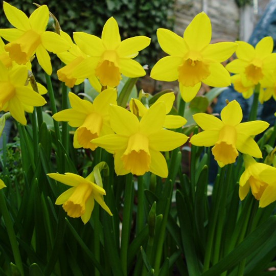 St Joseph's Big Lent Walk Fundraising Page