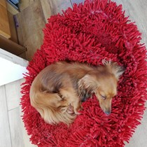 Lola The Miniature Dachshund