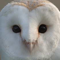Barn Owl Centre Appeal Page