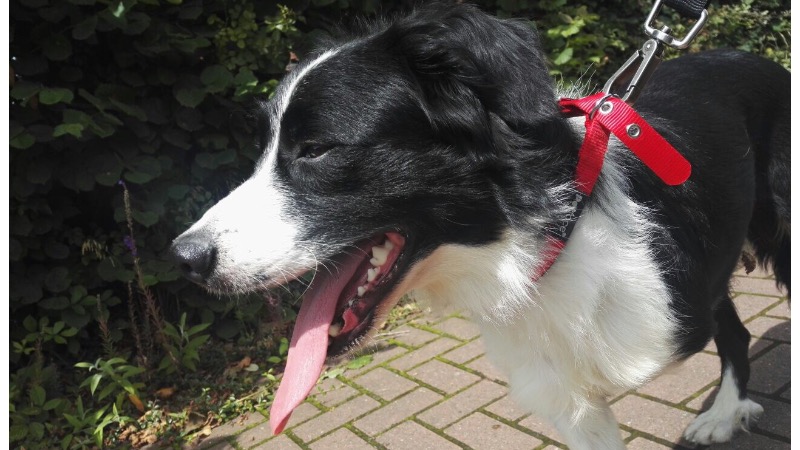 protecting preloved border collies