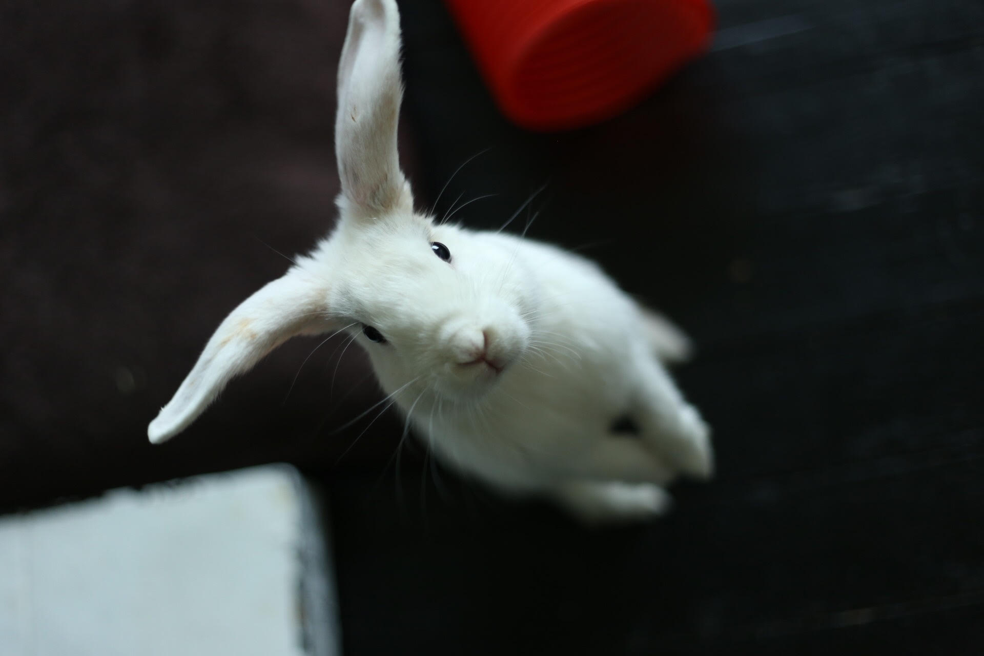 Crowdfunding to Help raise money to rescue abandoned and unwanted