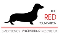 The Red Foundation Dachshund Rescue