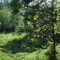 Tetley Field