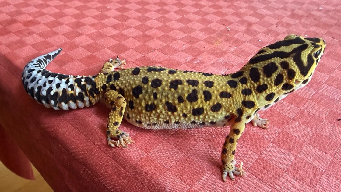 Reptile Support Fund - JustGiving