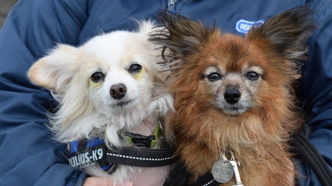 RSPCA West Hatch Animal Centre JustGiving