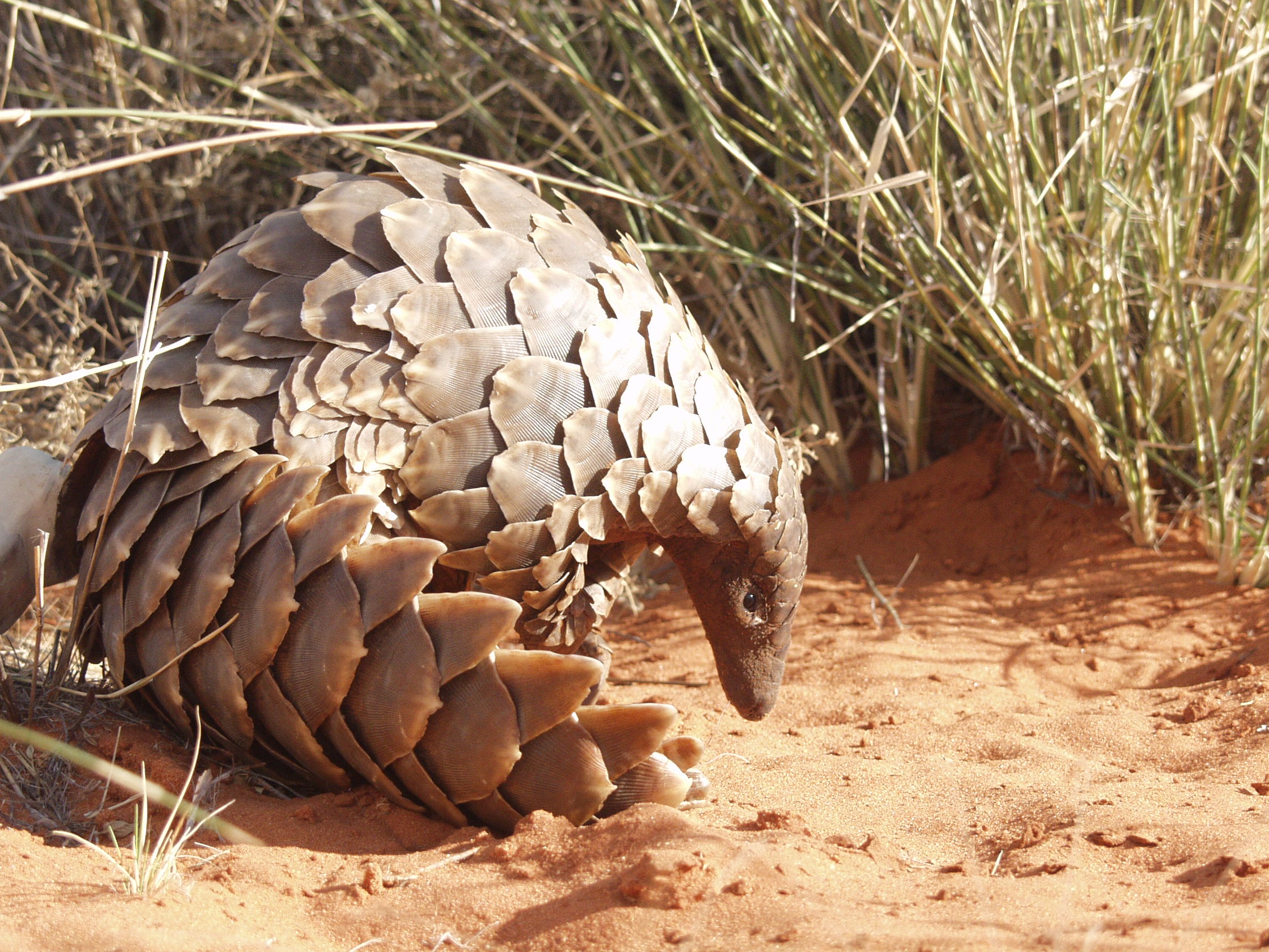 Crowdfunding to help build South Africa's first official Pangolin