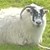 Fundraiser icon